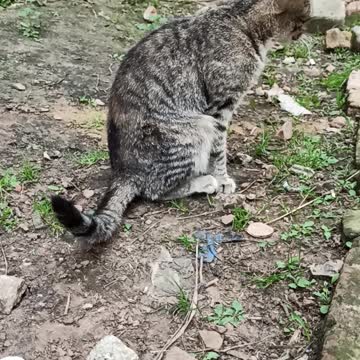 Cat washes in front of the porch