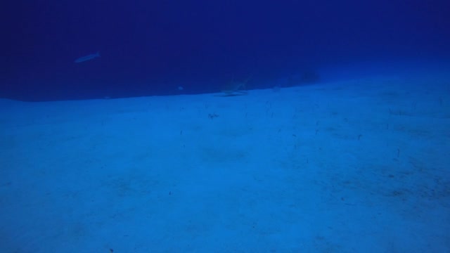 Reef Shark and Garden Eels