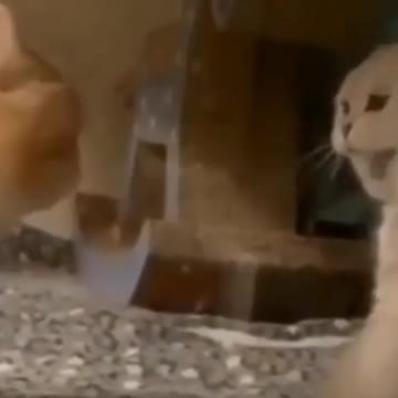 funniest 2021 puppy and kittens