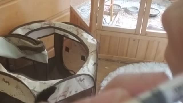 Amanda Grace Talks..An Orphaned Baby Mouse and Feeding!