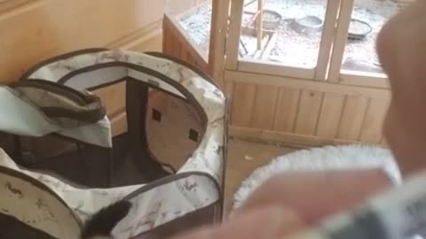 Amanda Grace Talks..An Orphaned Baby Mouse and Feeding!