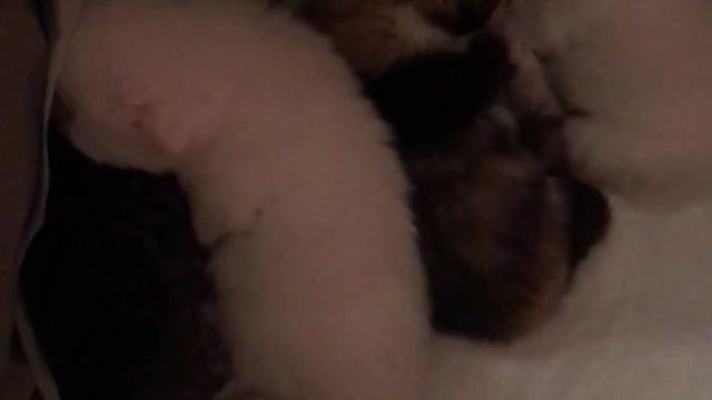 2 weeks old kittens kuddling