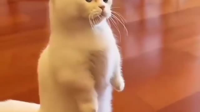 Karo the cat