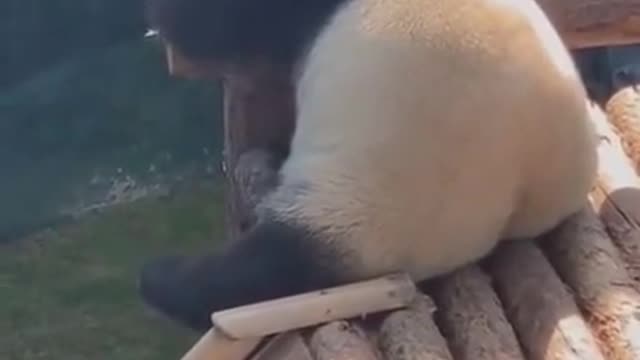 Try not to laugh funny animals 😹 #shorts