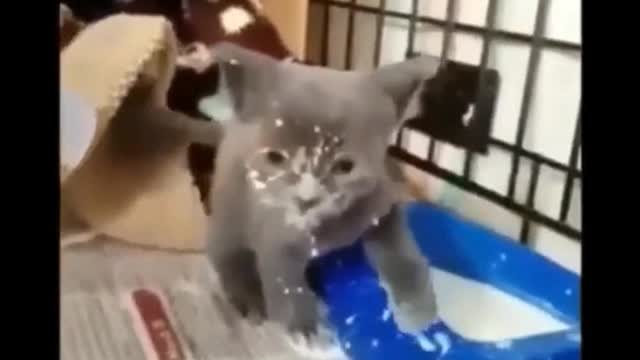 Quick Videos Of Funny And Cute Pets #9