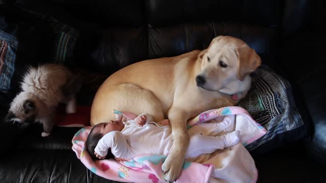 Puppy, kitten and baby preciouly cuddle together