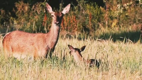 Cute deer