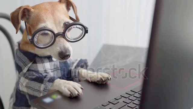 funny Lovely dog in the office doing some work