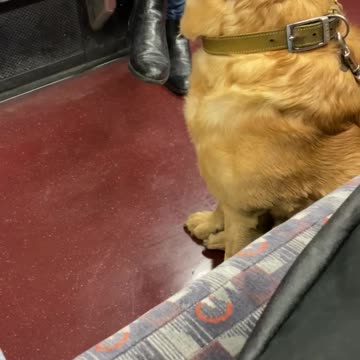 Watch the dog rplaying in the London subway
