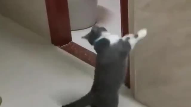 funny cats