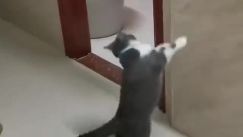 funny cats