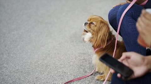 Dog Sitting on a Leash on the Street