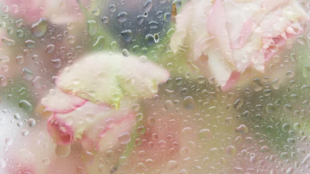close-up-video-of-pink-roses-
