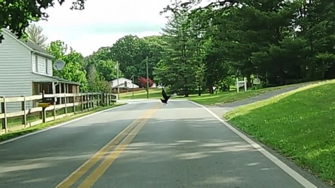 Big Crow In Road