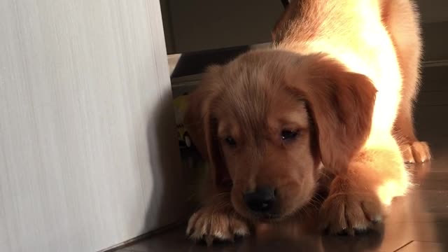 Puppy Confused by Baby Carrot