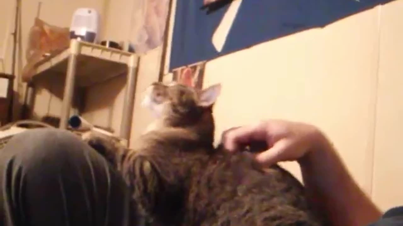 Astaroth49's Crazy Cats. Clint acts like he never sees me. #catvideos