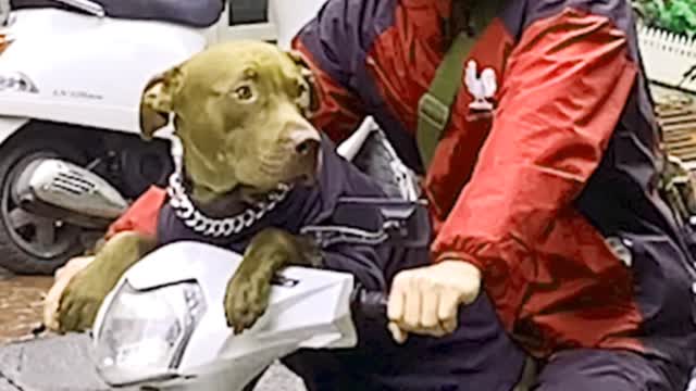 Dog Hulk Goes To Work With His Dad Everyday