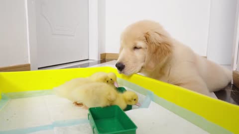 Golden Retriever Puppy Madly in Love with Duckling