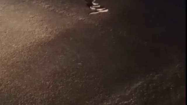 Snake on road