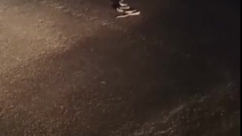 Snake on road