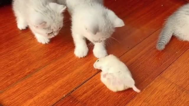 A group of cats were watching the little hamsters