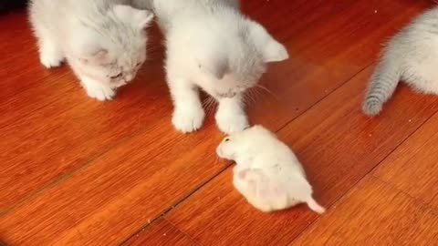 A group of cats were watching the little hamsters