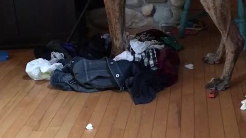 Brown great dane plays with bunch of laundry of wood floor