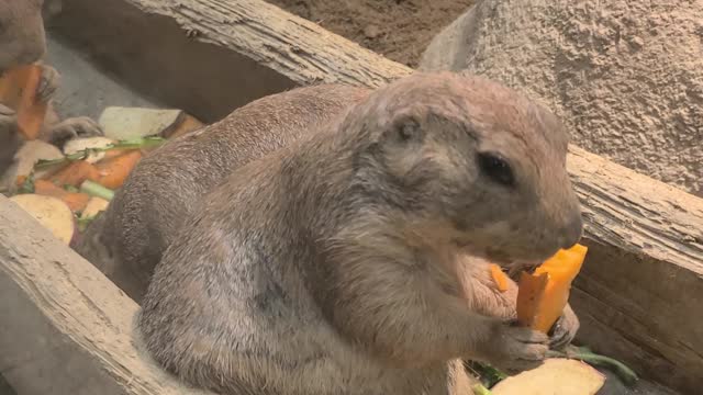 Prairie Dog eating carrots.