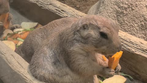 Prairie Dog eating carrots.