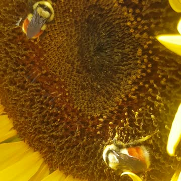 Loving some sunflower