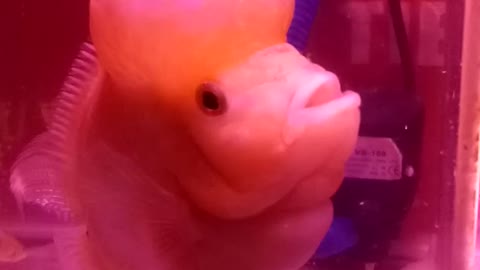 fish is super big head