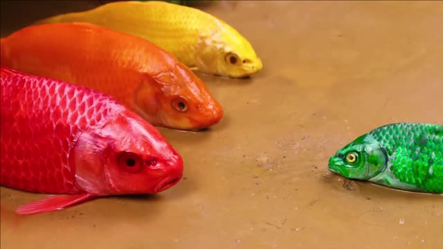 Koi Fish Hunting Pink Catfish _ Colorful Koi Fish video
