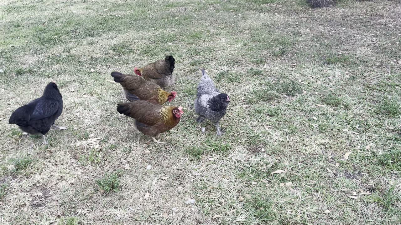 Chicken Snack Time