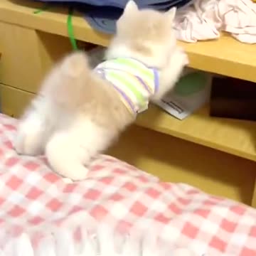 The legs are short 😂😂😂