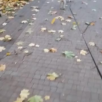 A nice walk from Luna around the park, my dog loves leaves!