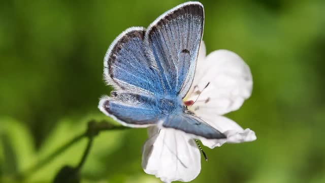 Butterfly love story with roses