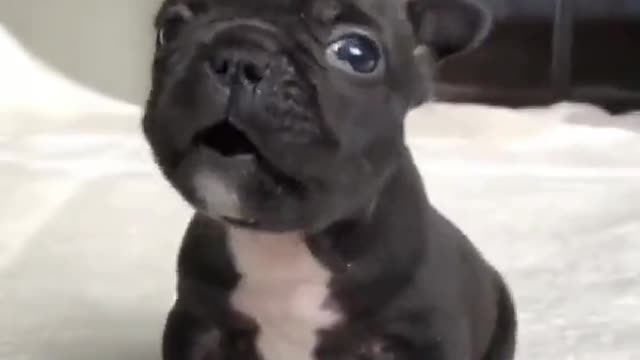 So small and so angry