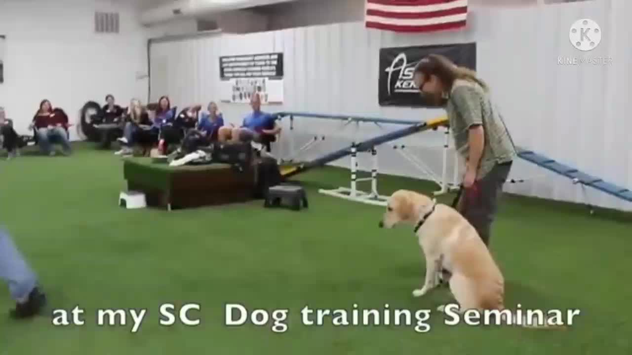 Wonderful dogs 🐕 training videos