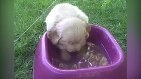 funny dogs