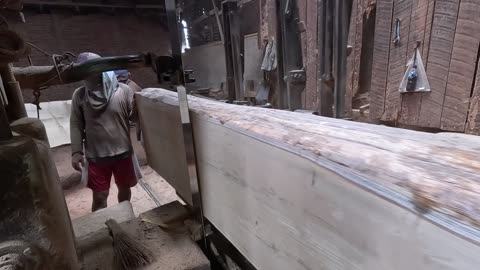 Dangerous Process of Sawing Giant log