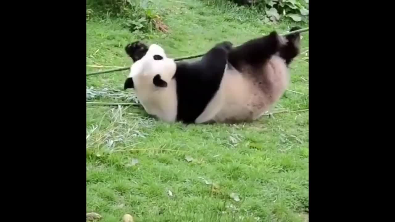 Animals Real 😹 - Best Of The 2021