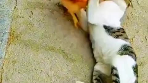 Cat Fight Completion | Funny Cats Fight 🤣| Cats Vs 🐔 chicken | Funny fight between cat and hen