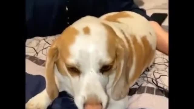 Sometime you just need to let it out - Funny Dog Video