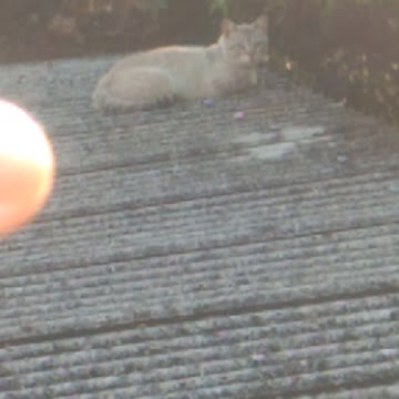Cat relaxing on a roof of a house! (Funny animals #243)