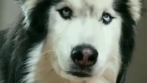 A ferocious and angry dog.