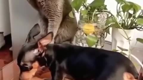 Funny video of a cat and a dog