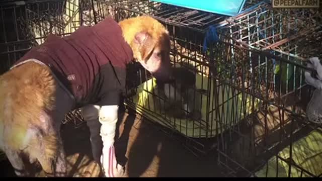 Dying dog grows back all his hair and find his family