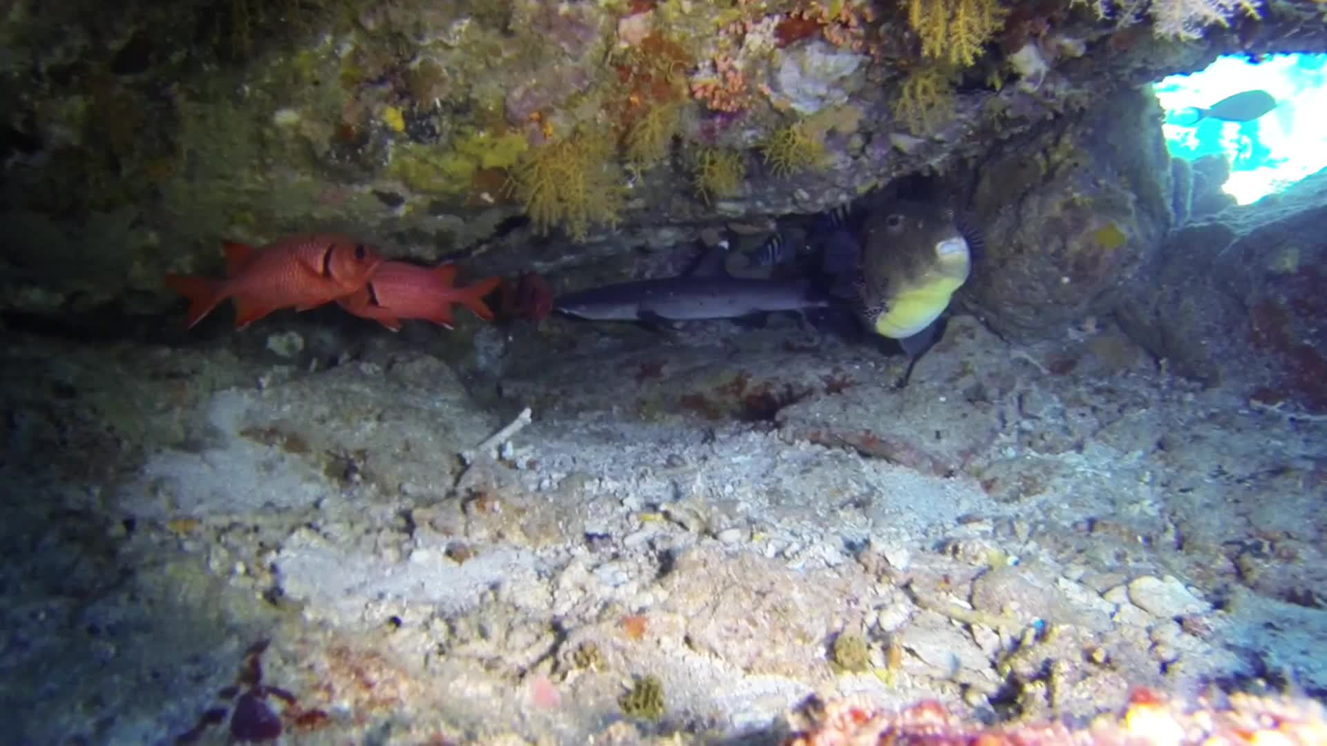 Whitetip reef shark circling under a ledge