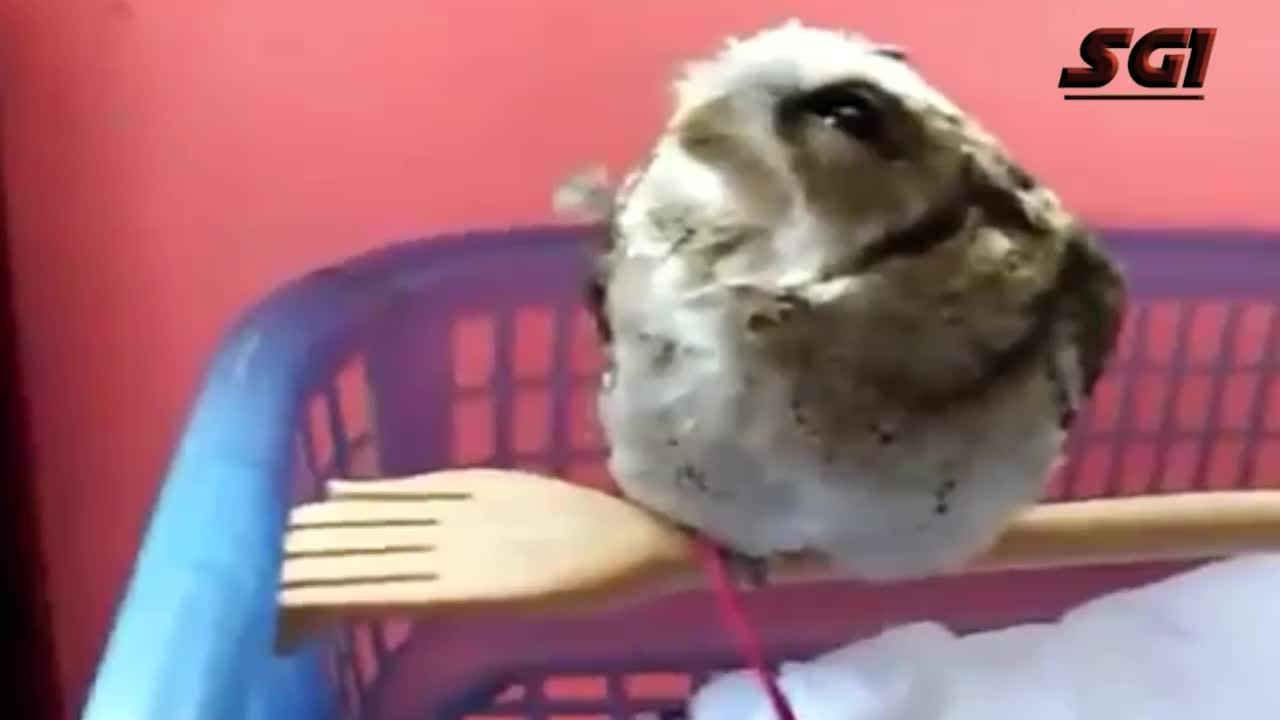 Play with cute birds | funny birds #rumble