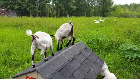 Goat-ing Around